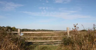 Marais de Brouage