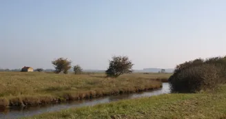 Marais de la Seudre